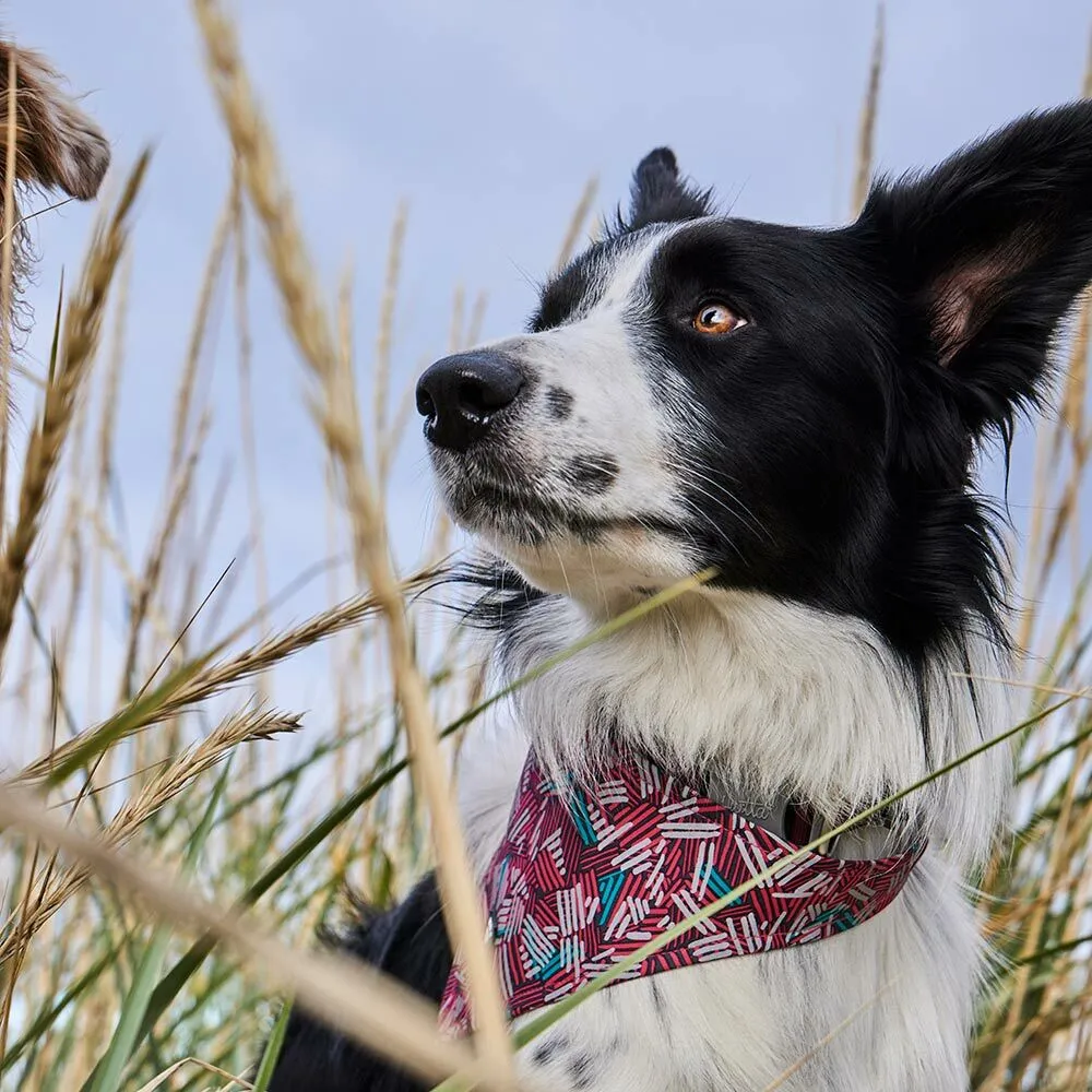 Zhero Dog Safety Bandana ECO